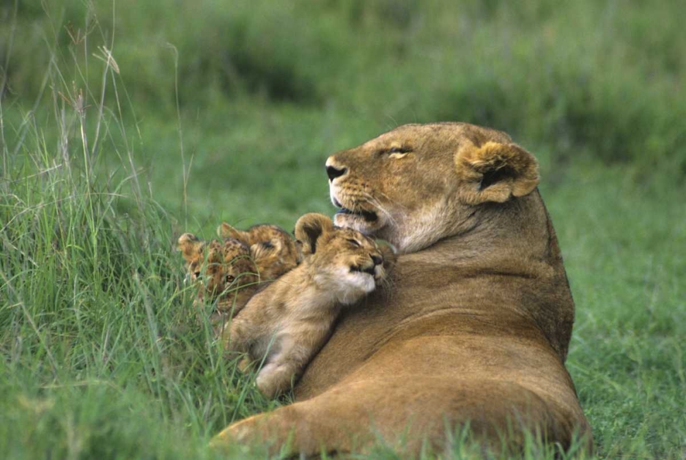 Tanzania, Ngorongoro Crater African lion and cub